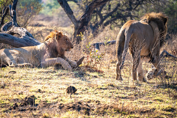 Wild Lion's pride in Nambiti hills private reserve in Ladysmith, South Africa