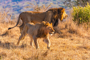 Wild Lion's pride in Nambiti hills private reserve in Ladysmith, South Africa