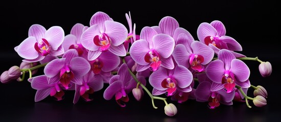 Obraz na płótnie Canvas orchids that are purple