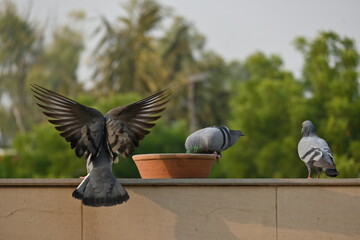 Pigeon flying and trying to have their food in the city