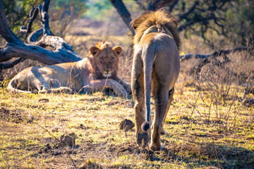 Wild Lion's pride in Nambiti hills private reserve in Ladysmith, South Africa