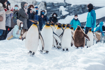 King Penguin parade walking on snow at Asahiyama Zoo in winter season. landmark and popular for tourists attractions in Asahikawa, Hokkaido, Japan. Travel and Vacation concept