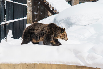 Grizzly Bear or Ursus arctos yesoensis at Asahiyama Zoo in winter season. landmark and popular for tourists attractions in Asahikawa, Hokkaido, Japan. Travel and Vacation concept