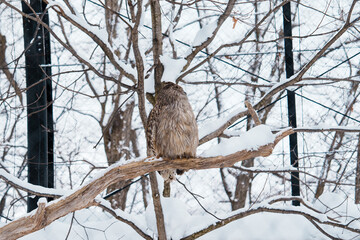 Blakiston s fish owl or Ketupa blakistoni at Asahiyama Zoo in winter season. landmark and popular for tourists attractions in Asahikawa, Hokkaido, Japan. Travel and Vacation concept