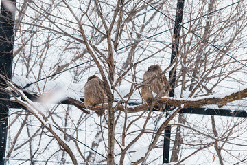 Blakiston s fish owl or Ketupa blakistoni at Asahiyama Zoo in winter season. landmark and popular for tourists attractions in Asahikawa, Hokkaido, Japan. Travel and Vacation concept