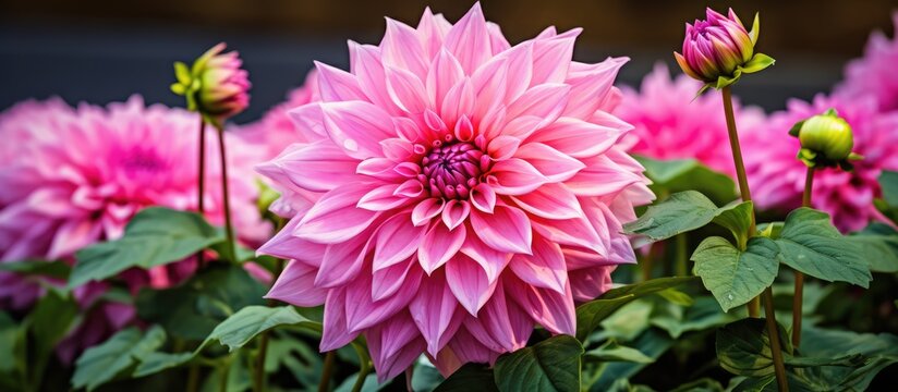 Dahlia blooms pink outdoors