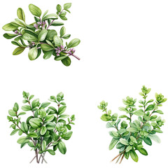 Set of watercolor fresh thyme illustration on transparent background