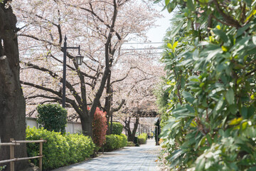 新井薬師公園の桜
