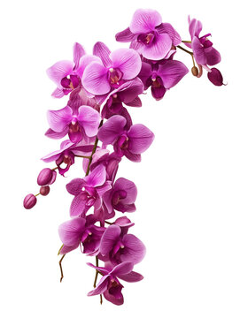 Pink orchid flowers branch isolated on transparent background. Generative AI