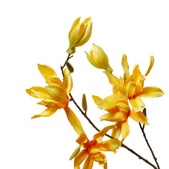 flower with branches cut out isolated transparent background