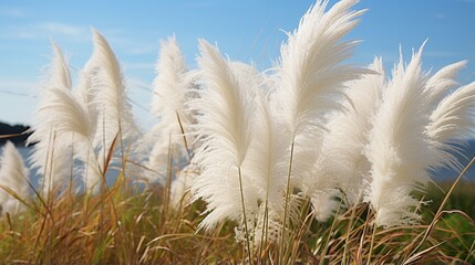 Cortaderia selloana, popularly known as silver pampas grass, is a sweet grass (poaceae) plant.