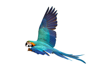 Colorful flying parrot isolated on transparent background png file