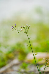 Blossoming grass flower in the green field. Cyanthillium cinereum. Greenery blur background stock photo with a blank space for the text.