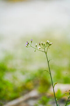 Blossoming grass flower in the green field. Cyanthillium cinereum. Greenery blur background stock photo with a blank space for the text.