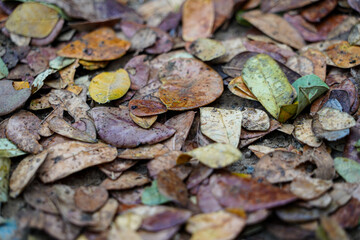 Closeup dried leaves on the ground in autumn. Dry leaves with water drop when the rain has stopped. Aged falling leaves.