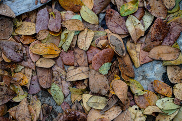 Closeup dried leaves on the ground in autumn. Dry leaves with water drop when the rain has stopped. Aged falling leaves.