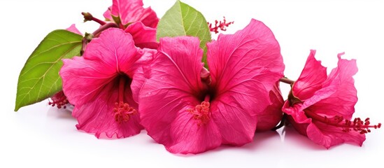 The fruit of Hibiscus sabdariffa known as roselle blooms