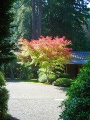 Obraz premium Tree in the park