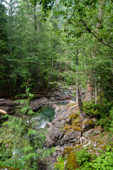 stream in the forest