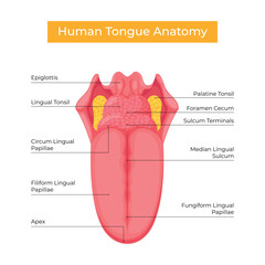 Human tongue anatomical structure vector design - obrazy, fototapety, plakaty
