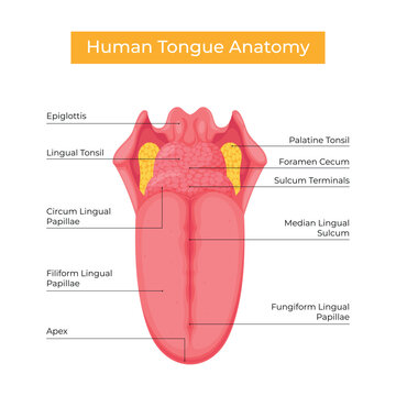 Human tongue anatomical structure vector design