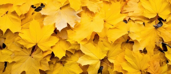 Naklejka na ściany i meble Canadian maples yellow leaves amid fallen foliage