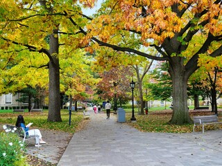 Path with oak trees changing color in fall