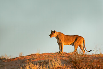 A lioness (Panthera leo) standing on a red sand dune, Kalahari desert, South Africa. - obrazy, fototapety, plakaty
