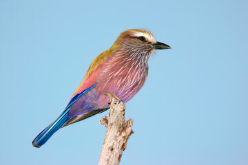 A colorful purple roller (Coratias naevius) perched on a branch, Kruger National Park, South Africa.