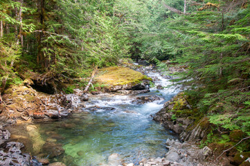 stream in the forest