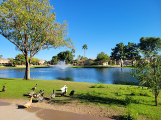 Ducks on a green grass next to blue water lake in Dos Lagos park recreation area, Glendale, Arizona - obrazy, fototapety, plakaty