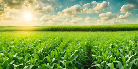 Schilderijen op glas Fresh green field with corn growing. Farming countryside background. Green field and blue sky. © Smile Studio AP