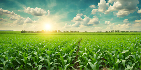 Fresh green field with corn growing. Farming countryside background. Green field and blue sky. - obrazy, fototapety, plakaty