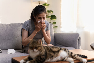 Young Asian woman sneezing which suffering from first symptoms of cat's fur allergy. Cute cat and allergic girl. Animal allergy people health illness concept. - obrazy, fototapety, plakaty