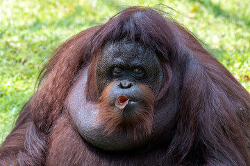 Close-up of a big female orangutan