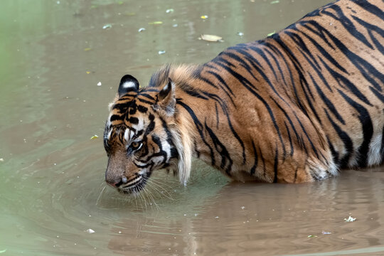 Close-up photo of a Sumatran tiger