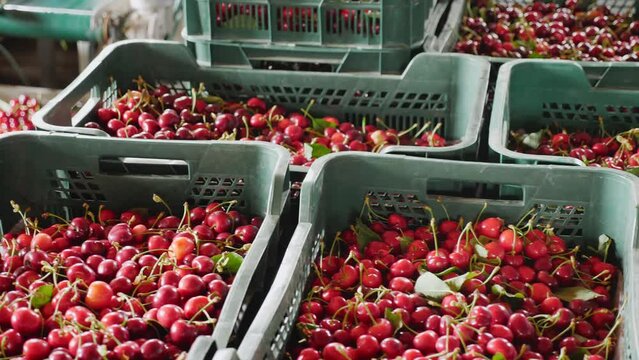 Carton boxes with harvested red cherry at fruit plantation