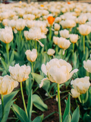 Field of tulips