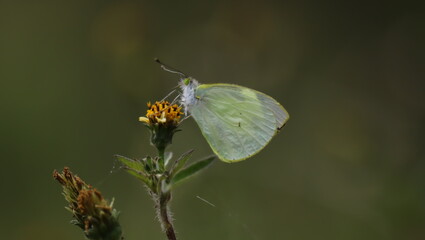 MARIPOSA ALIMENTANDOSE