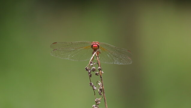 lib&eacute;lula vista frontal
