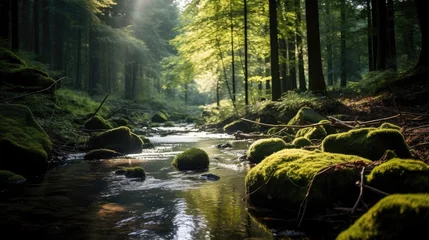 Foto op Aluminium Free photo of A Tranquil Forest Stream Captured in a Portrait © Bilal