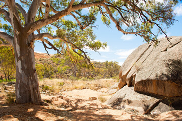 Australian outback with a huge gum tree and rock in a dry landscape