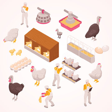 isometric chicken production poultry farm set with isolated images human workers farm animals eggs