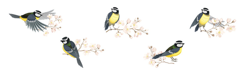 Titmouse Bird with Blooming Tree Branch Vector Set