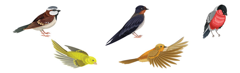 Different Birds and Aves with Feathers and Beak Vector Set