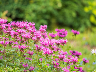 Brilliant pink bee balm plant, monarda didyma, highlighted by the morning sun.