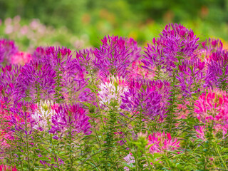 Obraz premium Group of purple and red Cleome hassleriana flowers or Spinnenblume or Cleome spinosa is on a green blurred background