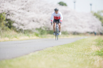 Naklejka premium 多摩川と桜とサイクリング