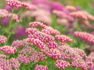 Close up of colourful pink achillea flowers,