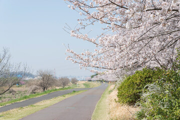 府中市の多摩川と桜